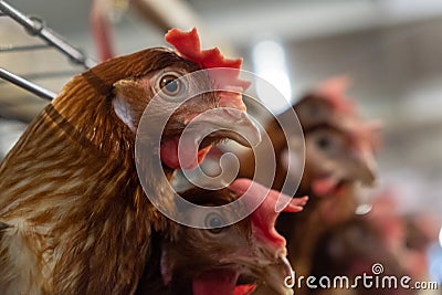 Multilevel production line conveyor production line of chicken eggs of a poultry farm Stock Photo