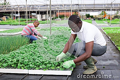 Multinational team of gardeners working with plants Stock Photo