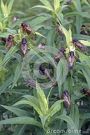 Multiple adult Pharaoh cicadas Stock Photo