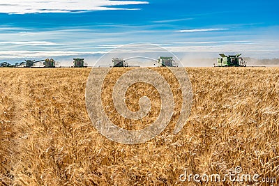 Wymark, SK- Sept 8, 2020: Multiple combines harvesting wheat in a field at sunset in Wymark, Saskatchewan Editorial Stock Photo