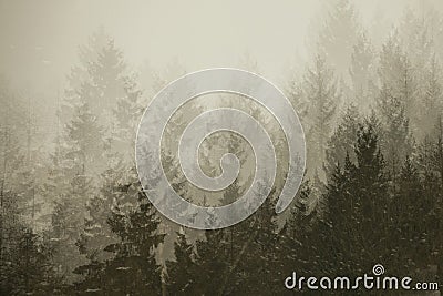 Multiple exposure of firs tree tops in coniferous forest in the mist. Stock Photo