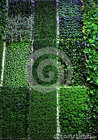 Grass Patterns Stock Photo