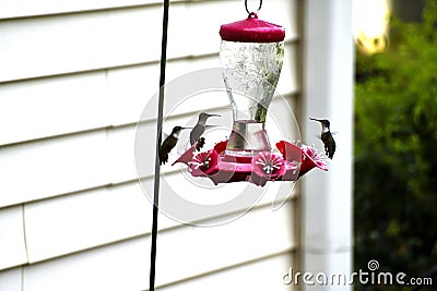 Hummingbirds at nectar feeder background Stock Photo