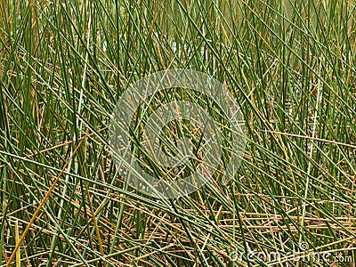 Multiple intersecting water reeds Stock Photo