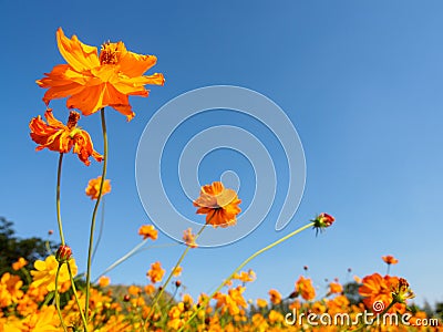 Multiple large orange flowers on clear sky Stock Photo