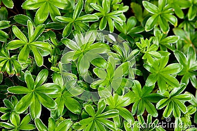 Multiple leaves of sweet woodruff (Galium odoratum) plants arranged in whorls. Stock Photo