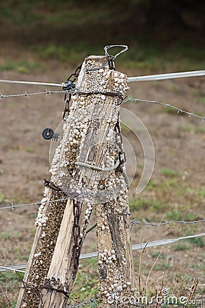 Snails on Wood Fence Posts Stock Photo