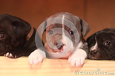 multiple multi-colored cute young small purebred Australian Staffordshire terrior pups resting and playing with eachother on a Stock Photo