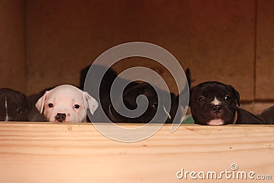 multiple multi-colored cute young small purebred Australian Staffordshire terrior pups resting and playing with eachother on a Stock Photo