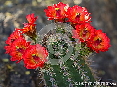 Multiple Orange Arizona Cactus Flowers of the Desert Stock Photo