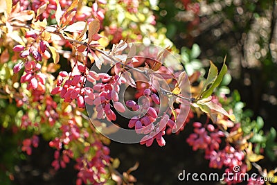 Multiple red berries on branches of barberry in autumn Stock Photo