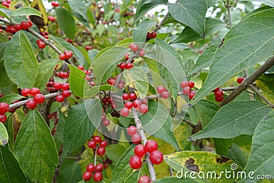 Multiple red berries in the leafage of Lonicera maackii Stock Photo