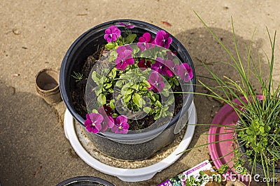 Multiple small outdoor purple flowers in a black flower plant Stock Photo