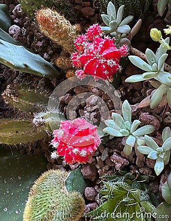 Multiple species of cacti and succulents in a planter at Villa Cipressi in Varenna, Italy. Stock Photo