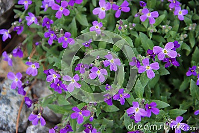 Macro image of violet flowers on green leaves background Stock Photo