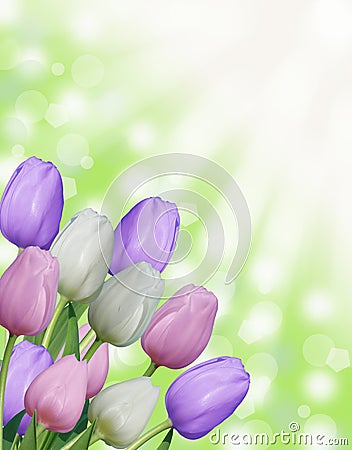 Multiple white pink and purple easter spring tulips with abstract green bokeh background and sun rays Stock Photo