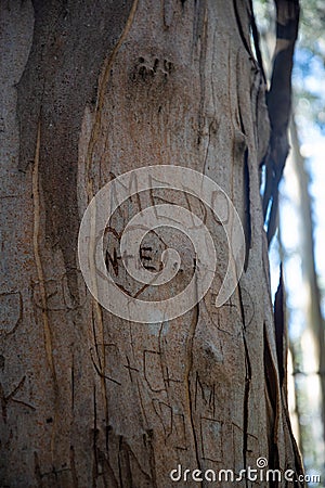 Writing on the tree trunk N+E. People in love Stock Photo
