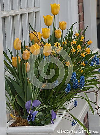 Multiple yellow tulips In white windowbox Stock Photo