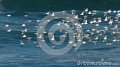 Multitud de los pájaros de mar que vuelan sobre el Océano Pacífico Multitud de los pájaros de mar que vuelan sobre el Océano Pacífico