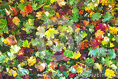 Multitude of colors of autumn foliage on the ground Stock Photo