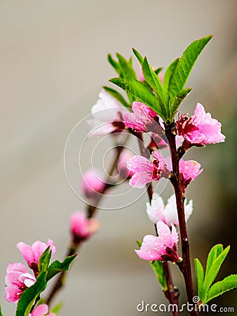 A Multitude of Peach Blossom Stock Photo