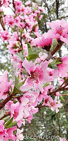 Peach Blossom Special - Southern California Garden Stock Photo