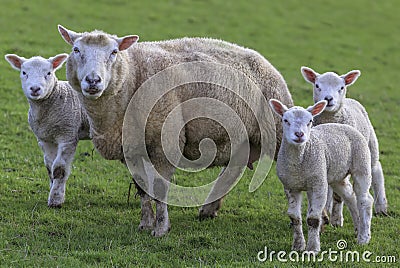 Mummy posing with her babys Stock Photo