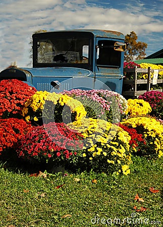 Mums and antique truck Stock Photo