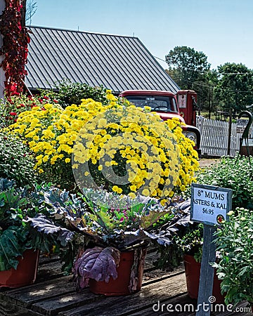 Mums for sale Editorial Stock Photo