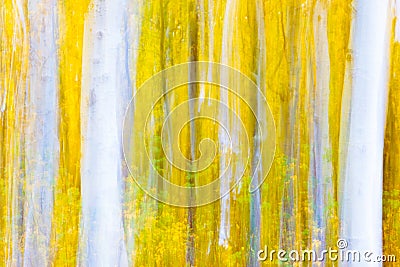 Munch's Aspens Stock Photo