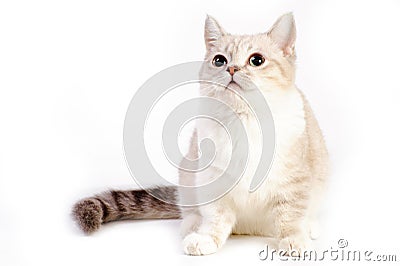 Munchkin cat Stock Photo