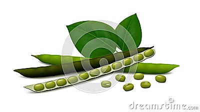 Mung beans green gram with leaves and pods isolated on white background Vector Illustration