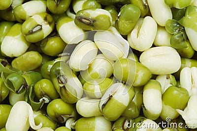 Mung bean Stock Photo