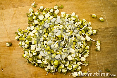 Mung bean germinated sprouts Stock Photo