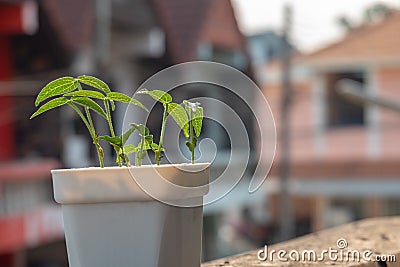 Mung bean plants grown in pots at home Stock Photo