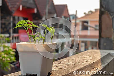 Mung bean plants grown in pots at home Stock Photo