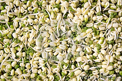 Mung bean sprouts Stock Photo