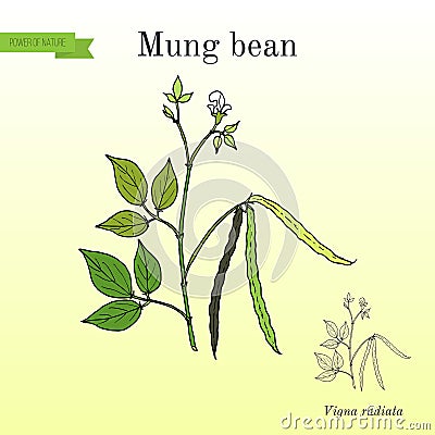 Mung bean Vigna radiata with leaves and pods Vector Illustration