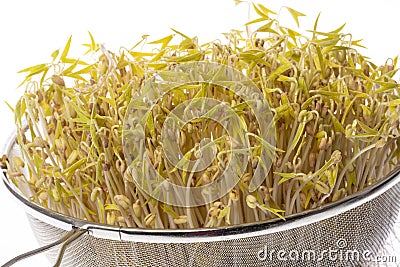 sprouts of mung beans Stock Photo