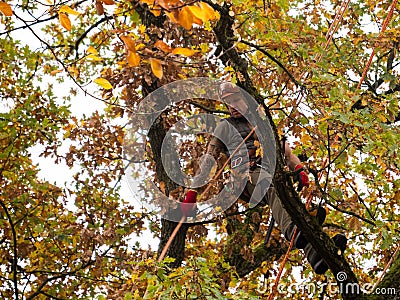 MUNICH, GERMANY - OCTOBER 21, 2017: A tree climber cutting branches of a big tree Editorial Stock Photo