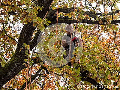 MUNICH, GERMANY - OCTOBER 21, 2017: A tree climber cutting branches of a big tree Editorial Stock Photo