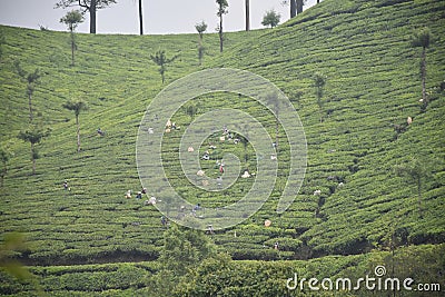 Exploring Tea plantation munnar Editorial Stock Photo