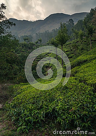 Munnar tea plantation at sunset kerala india green vertical Stock Photo