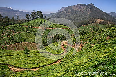 View of the green lush tea hills and mountains around Munnar, Kerala, India Stock Photo