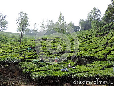Women working in the tea plantations in Munnar, Kerala, India Editorial Stock Photo
