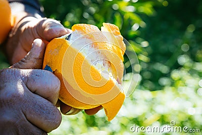 Farmer holding and peeling off orange Stock Photo