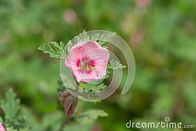 Munros globemallow sphaeralcea munroana flower Stock Photo