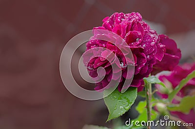 Munstead Wood roses in garden. English Rose Munstead Wood Stock Photo