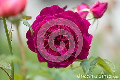 Munstead Wood roses in garden. English Rose Munstead Wood Stock Photo