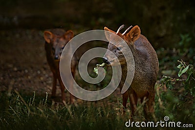 Muntjac deer pair, male and female in the nature habitat, forest in China. Reeves's muntjac, in the green gras Stock Photo